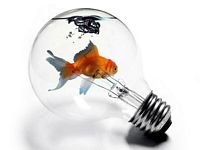 pic for Fish In Light Bulb 